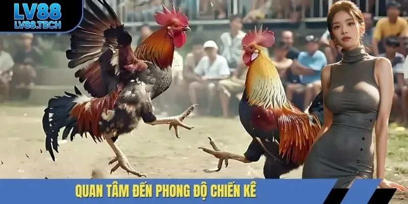 Quan tâm đến phong độ chiến kê